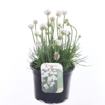 Armeria maritima Alba