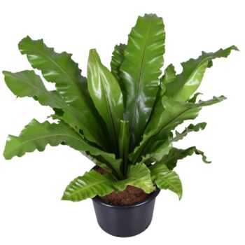 Asplenium nidus