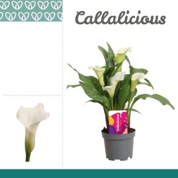 Zantedeschia White