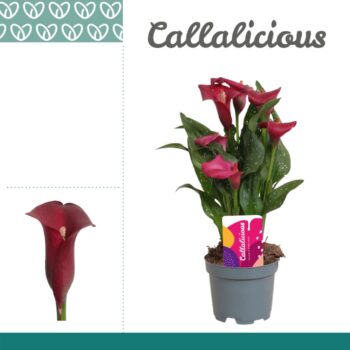 Zantedeschia Red