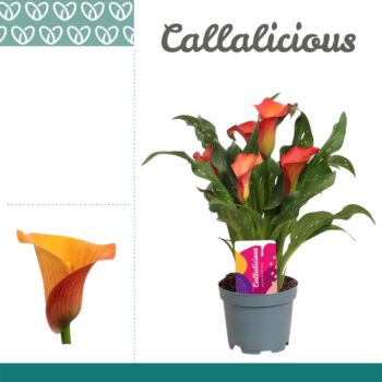 Zantedeschia Orange