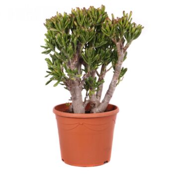Crassula gollum