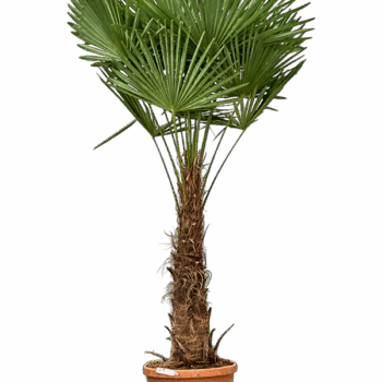 Trachycarpus fortunei (190-230) Stem (60-80)