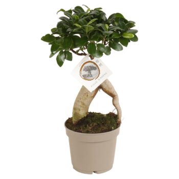 Ficus m. Ginseng
