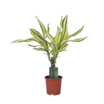 Dracaena Yellow Coast, 11 cm pot