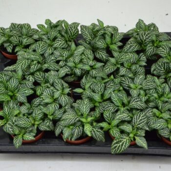 Fittonia Marble Green