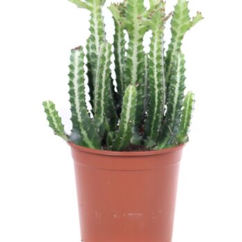 Euphorbia lactea