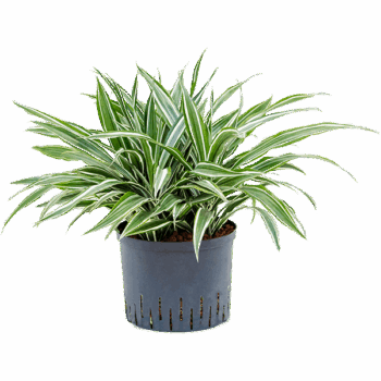 Dracaena deremensis 'White Stripe' Head 5pp