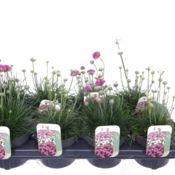 Armeria maritima mix