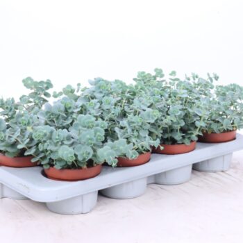 Sedum sieboldii