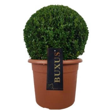 Buxus sempervirens