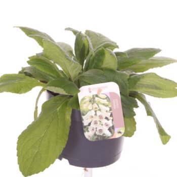 Digitalis purp. Dalmatian White