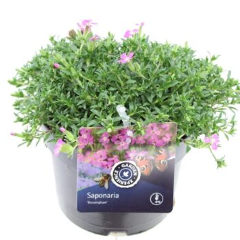 Saponaria Bressingham