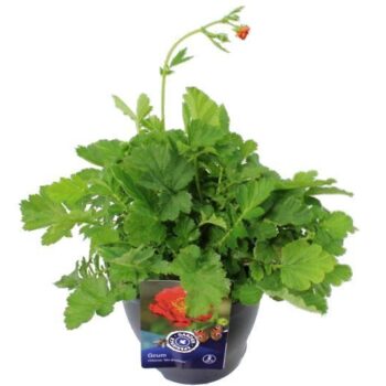 Geum chil. Mrs Bradshaw