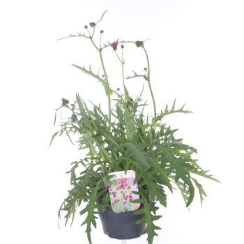 Cirsium riv. Trevors Blue Wonder