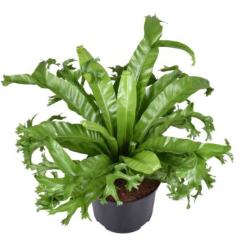 Asplenium Crissie