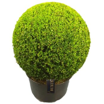 Buxus sempervirens