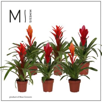 Bromelia Urban Mix