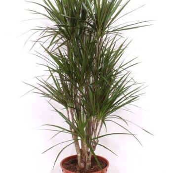 Dracaena marginata