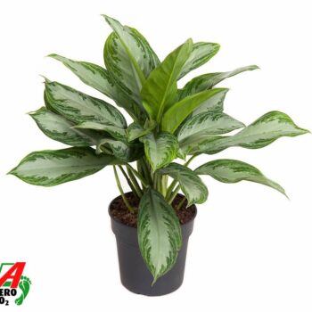 Aglaonema Silver Bay