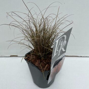 Carex Bronze Form
