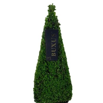 Buxus sempervirens Egypt