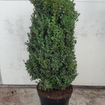 Buxus sempervirens