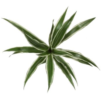 Dracaena White Stripe