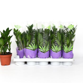 Zamioculcas 35