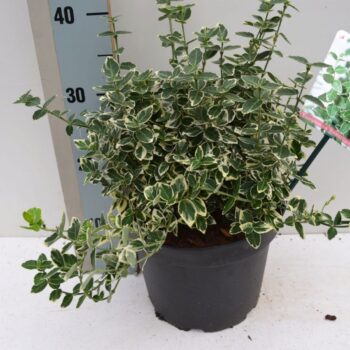 Euonymus fortunei 'Emerald Gaiety'