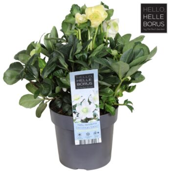 Helleborus niger 'Christmas Carol' P17 (XL)