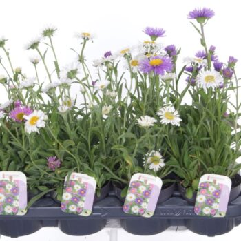 Aster alpinus mix