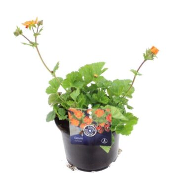 Geum coccineum Borisii