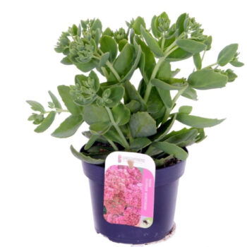 Sedum Herbstfreude