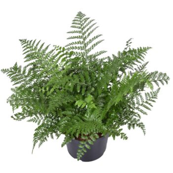 Asplenium Parvati