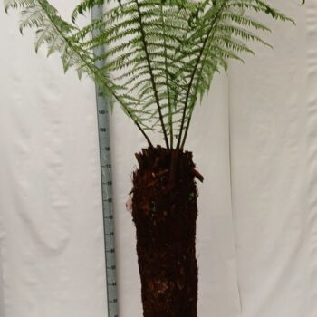 dicksonia antarctica