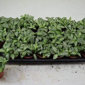Fittonia Ice Queen