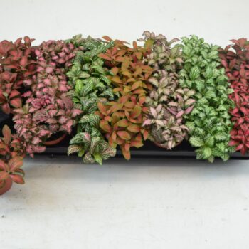 Fittonia mix
