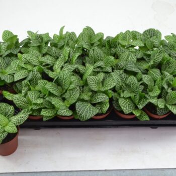 Fittonia Biancoverde