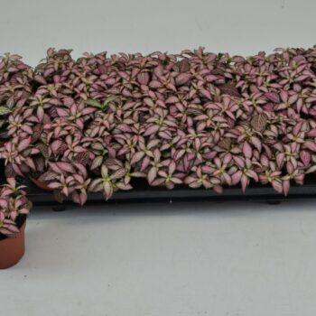 Fittonia Zalm Forest Flame