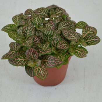 Fittonia Mistral