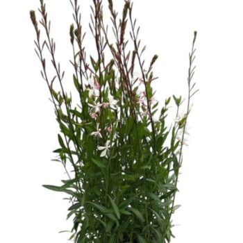 Gaura 'Whirling Butterfly'