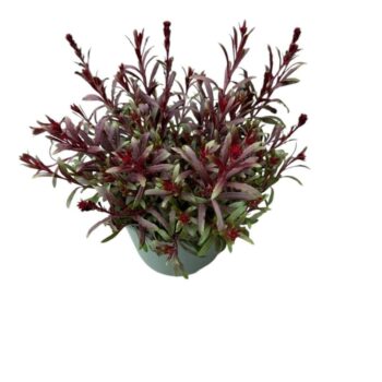 Gaura Lindheimeri 'Pink'