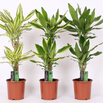 Dracaena 3 color mix, 17 cm pot