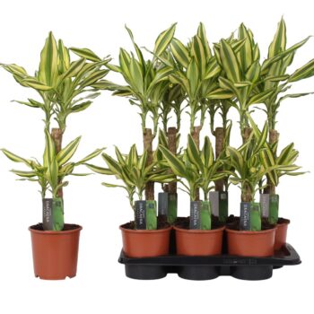 Dracaena Yellow Coast, 17 cm pot