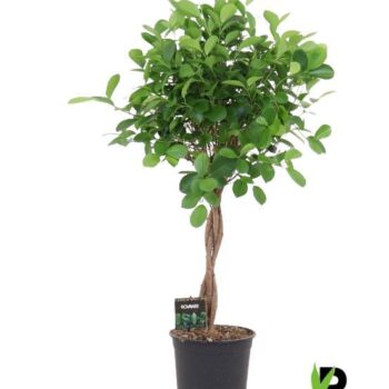Ficus Moclame
