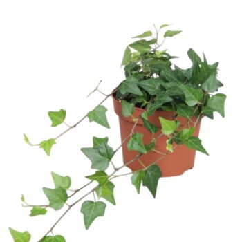 Hedera helix Lady Kay