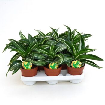 Dracaena Jade Jewel