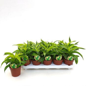 Dracaena Lemon Surprise