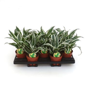 Dracaena White Jewel